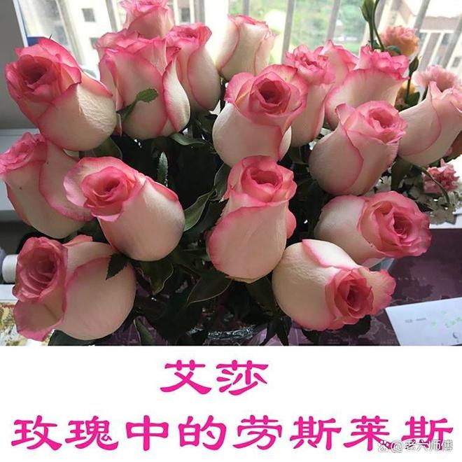 玫瑰13种颜色花语你知道几种？(图6)